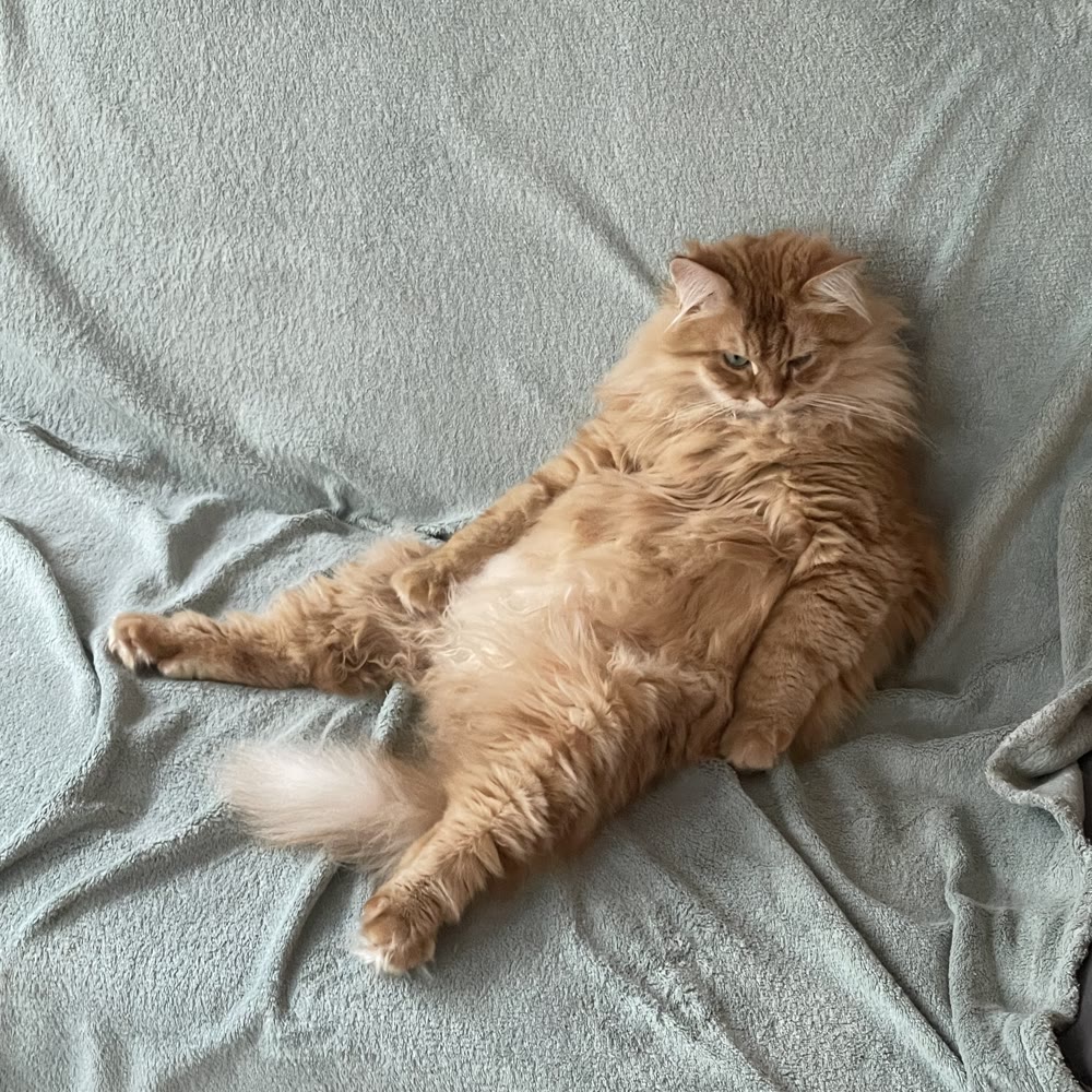 Rote Katze, die entspannt auf einer Decke sitzt