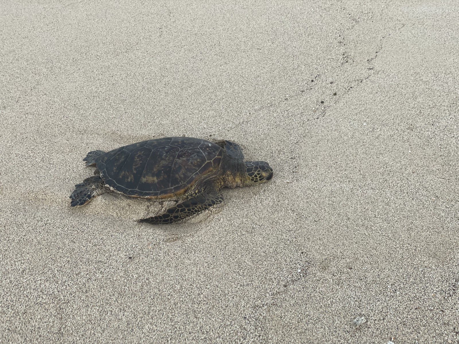 Meeresschildkröte am Strand auf Big Island, Hawaiʻi