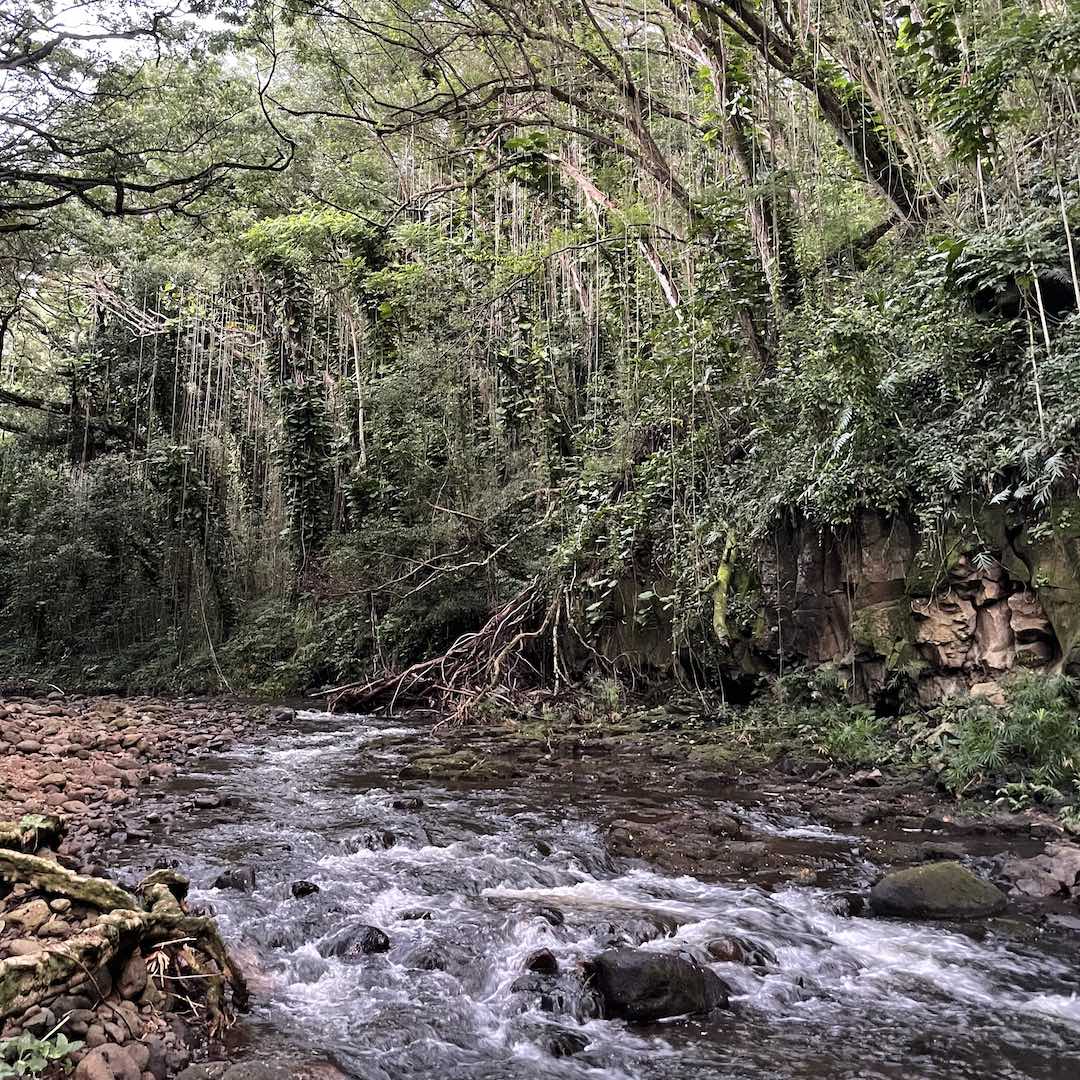 Bachlauf im grünen Wald als Motiv für körperliche und innere Prozesse